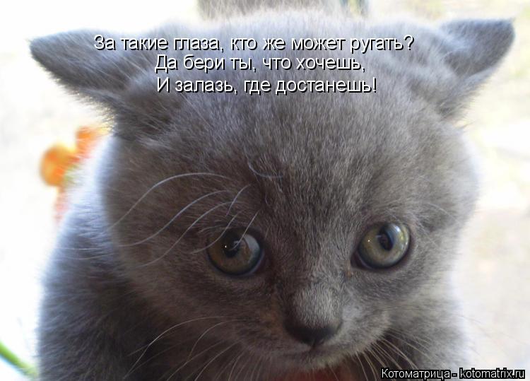 За такие глаза, кто же может ругать? Да бери ты, что хочешь, И залазь, где достанешь!... Котоматрица: За такие глаза, кто же может ругать? Да бери ты, что хочешь, И залазь, где достанешь!