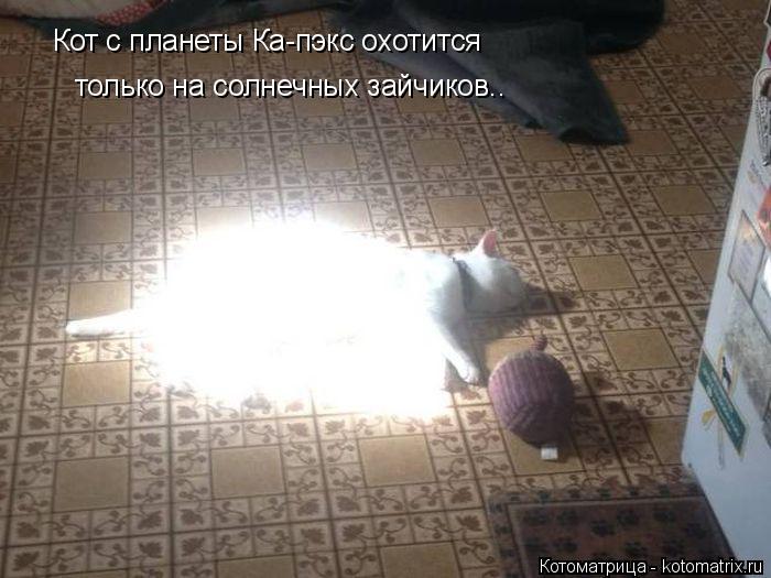 Кот с планеты Ка-пэкс охотится только на солнечных зайчиков..... Котоматрица: Кот с планеты Ка-пэкс охотится только на солнечных зайчиков..