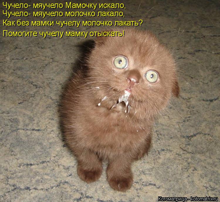 Чучело- мяучело Мамочку искало, Чучело- мяучело молочко лакало, Как без мамки чучелу молочко лакать? ... Котоматрица: Чучело- мяучело Мамочку искало, Чучело- мяучело молочко лакало, Как без мамки чучелу молочко лакать? Помогите чучелу мамку отыскать!