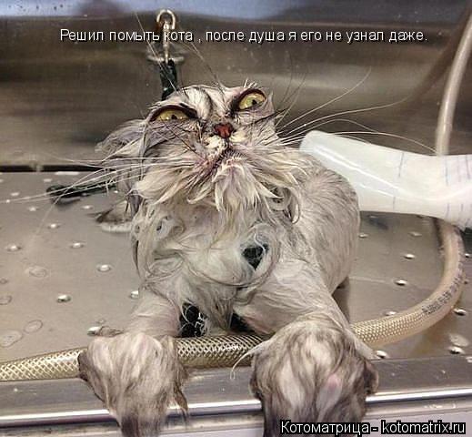Решил помыть кота , после душа я его не узнал даже.... Котоматрица: Решил помыть кота , после душа я его не узнал даже.