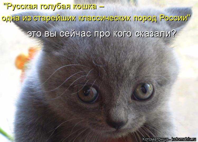 "Русская голубая кошка – одна из старейших классических пород России" это вы сейчас про кого сказали... Котоматрица: "Русская голубая кошка – одна из старейших классических пород России" это вы сейчас про кого сказали?