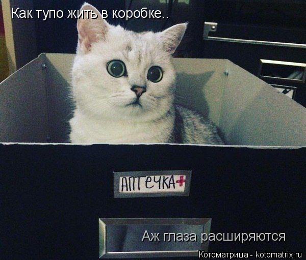 Как тупо жить в коробке.. Аж глаза расширяются... Котоматрица: Как тупо жить в коробке.. Аж глаза расширяются