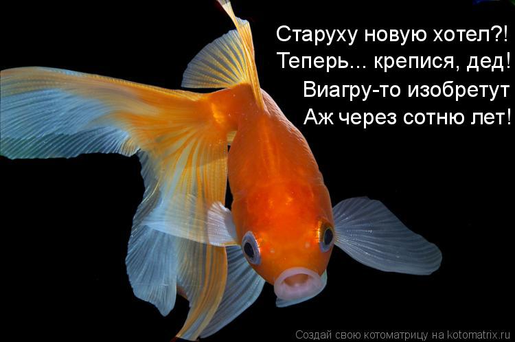 Старуху новую хотел?! Теперь... крепися, дед! Виагру-то изобретут Аж через сотню лет!... Котоматрица: Старуху новую хотел?! Теперь... крепися, дед! Виагру-то изобретут Аж через сотню лет!