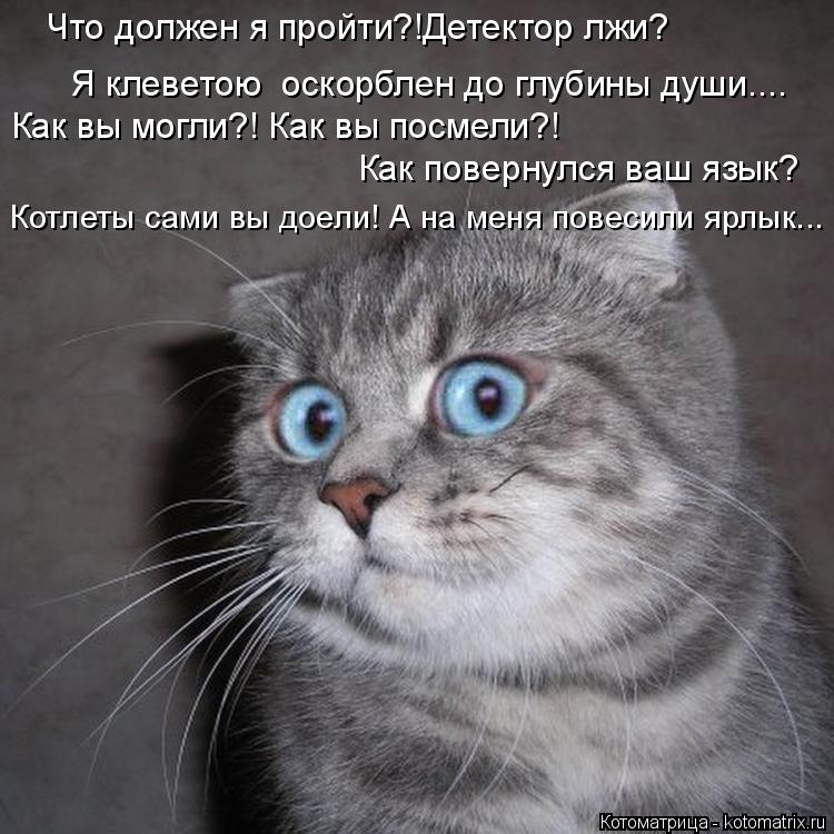 Я клеветою оскорблен до глубины души.... Как вы могли?! Как вы посмели?! Как повернулся ваш язык? ... Котоматрица: Я клеветою оскорблен до глубины души.... Как вы могли?! Как вы посмели?! Как повернулся ваш язык? Что должен я пройти?!Детектор лжи? Котлеты са