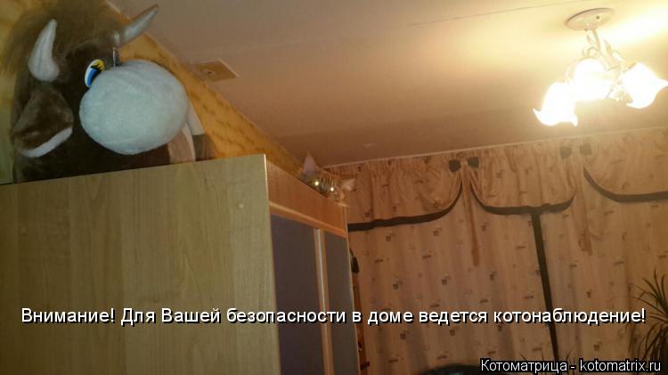 Внимание! Для Вашей безопасности в доме ведется котонаблюдение!... Котоматрица: Внимание! Для Вашей безопасности в доме ведется котонаблюдение!