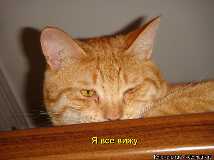 Я все вижу... Котоматрица: Я все вижу