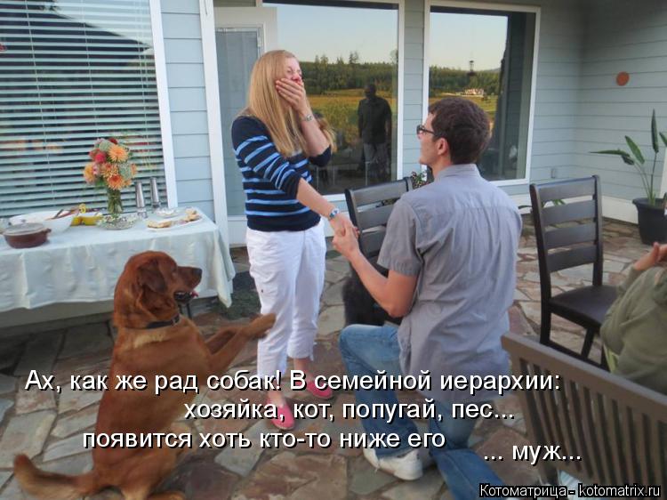 хозяйка, кот, попугай, пес... ... муж... Ах, как же рад собак! В семейной иерархии: появится хоть кто... Котоматрица: хозяйка, кот, попугай, пес... ... муж... Ах, как же рад собак! В семейной иерархии: появится хоть кто-то ниже его