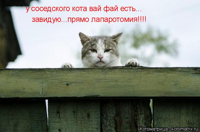 у соседского кота вай фай есть... завидую...прямо лапаротомия!!!!... Котоматрица: у соседского кота вай фай есть... завидую...прямо лапаротомия!!!!