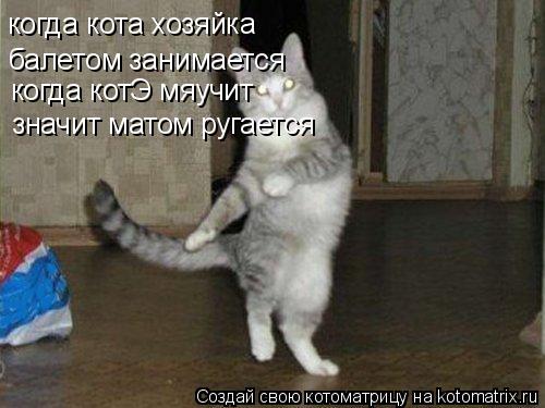 когда кота хозяйка балетом занимается когда котЭ мяучит значит матом ругается... Котоматрица: когда кота хозяйка балетом занимается когда котЭ мяучит значит матом ругается