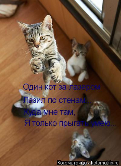 Один кот за лазером Лазил по стенам... Куда мне там, Я только прыгать умею...... Котоматрица: Один кот за лазером Лазил по стенам... Куда мне там, Я только прыгать умею...