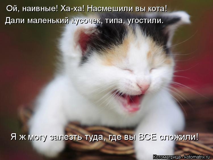 Ой, наивные! Ха-ха! Насмешили вы кота! Дали маленький кусочек, типа, угостили. Я ж могу залезть туда,... Котоматрица: Ой, наивные! Ха-ха! Насмешили вы кота! Дали маленький кусочек, типа, угостили. Я ж могу залезть туда, где вы ВСЕ сложили!