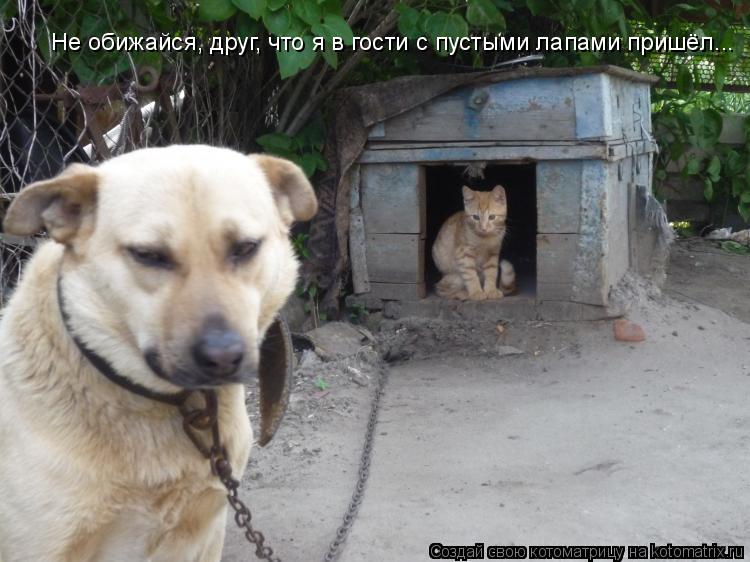 Не обижайся, друг, что я в гости с пустыми лапами пришёл...... Котоматрица: Не обижайся, друг, что я в гости с пустыми лапами пришёл...