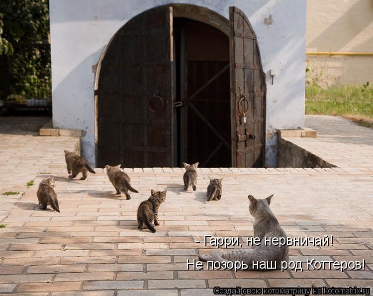 Котоматрица: - Гарри, не нервничай!  Не позорь наш род Коттеров!