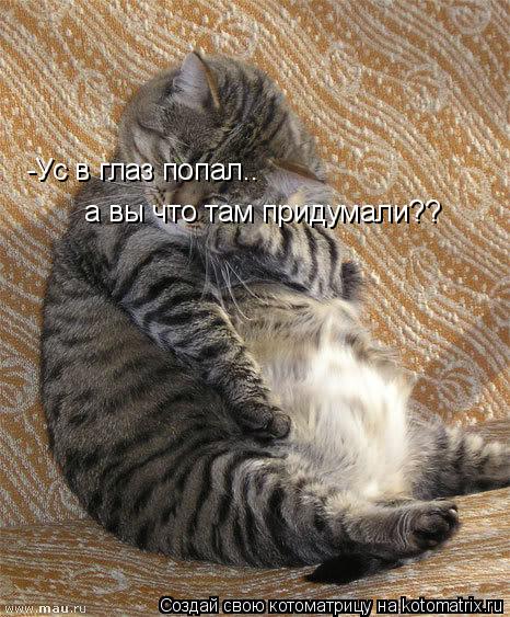 -Ус в глаз попал.. а вы что там придумали??... Котоматрица: -Ус в глаз попал.. а вы что там придумали??