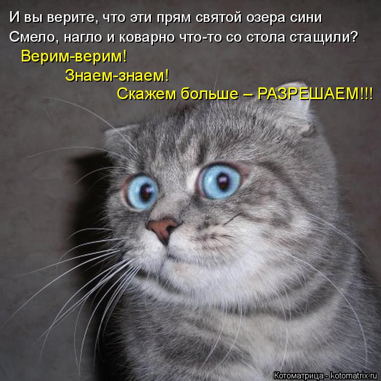 И вы верите, что эти прям святой озера сини Смело, нагло и коварно что-то со стола стащили? Верим-вер... Котоматрица: И вы верите, что эти прям святой озера сини Смело, нагло и коварно что-то со стола стащили? Верим-верим! Скажем больше – РАЗРЕШАЕМ!!! Знаем-зн
