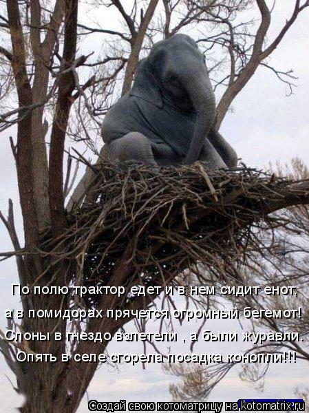 Слоны в гнездо взлетели , а были журавли. а в помидорах прячется огромный бегемот! По полю трактор ед... Котоматрица: Слоны в гнездо взлетели , а были журавли. а в помидорах прячется огромный бегемот! По полю трактор едет и в нем сидит енот, Опять в селе сгоре