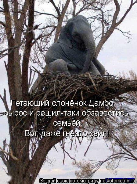 Летающий слонёнок Дамбо вырос и решил-таки обзавестись семьёй. Вот, даже гнездо свил!... Котоматрица: Летающий слонёнок Дамбо вырос и решил-таки обзавестись семьёй. Вот, даже гнездо свил!
