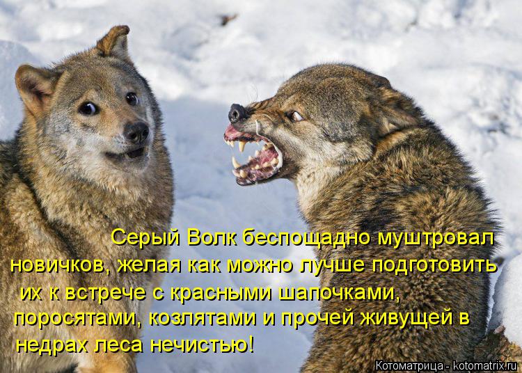 Серый Волк беспощадно муштровал новичков, желая как можно лучше подготовить их к встрече с красными... Котоматрица: Серый Волк беспощадно муштровал новичков, желая как можно лучше подготовить их к встрече с красными шапочками, поросятами, козлятами и пр