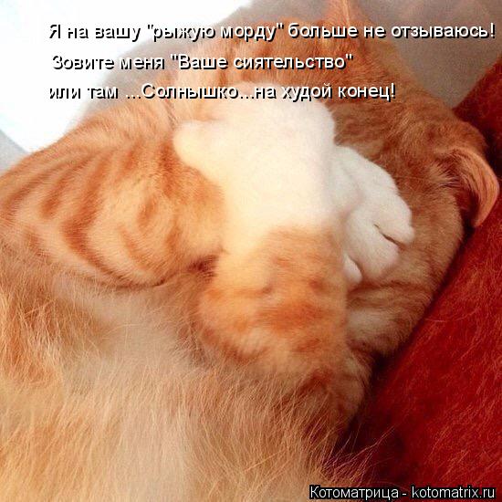 Я на вашу "рыжую морду" больше не отзываюсь! Зовите меня "Ваше сиятельство" или там ...Солнышко...на ... Котоматрица: Я на вашу "рыжую морду" больше не отзываюсь! Зовите меня "Ваше сиятельство" или там ...Солнышко...на худой конец!