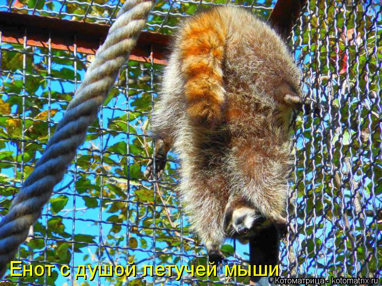 Енот с душой летучей мыши... Котоматрица: Енот с душой летучей мыши