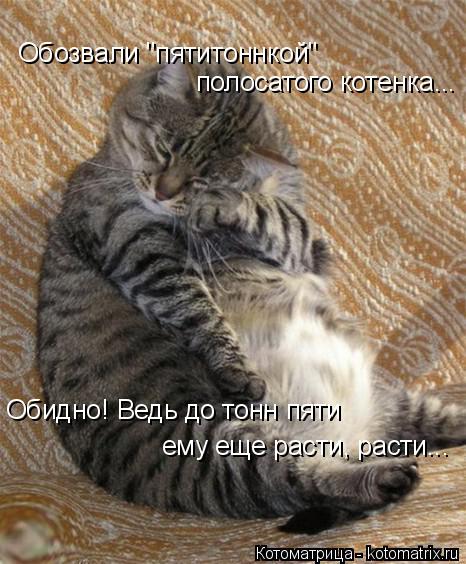 Обозвали "пятитоннкой" полосатого котенка... Обидно! Ведь до тонн пяти ему еще расти, расти...... Котоматрица: Обозвали "пятитоннкой" полосатого котенка... Обидно! Ведь до тонн пяти ему еще расти, расти...