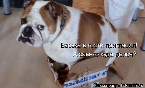 Васька в гости пригласил! А сам-то куда делся?... Котоматрица: Васька в гости пригласил! А сам-то куда делся?