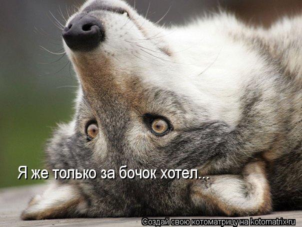 Я же только за бочок хотел...... Котоматрица: Я же только за бочок хотел...