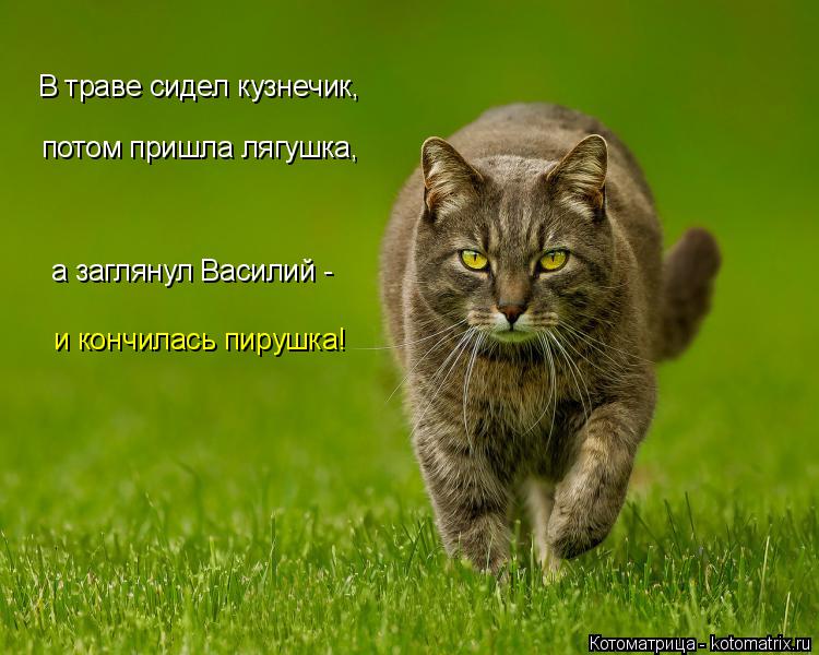 Котоматрица: В траве сидел кузнечик, потом пришла лягушка, а заглянул Василий - и кончилась пирушка!