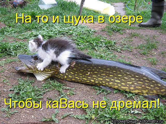 На то и щука в озере Чтобы каВась не дремал!... Котоматрица: На то и щука в озере Чтобы каВась не дремал!