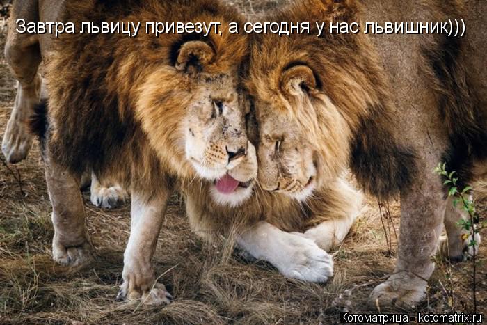 Завтра львицу привезут, а сегодня у нас львишник)))... Котоматрица: Завтра львицу привезут, а сегодня у нас львишник)))