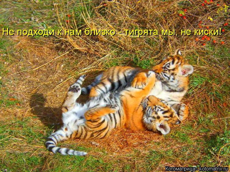 Не подходи к нам близко - тигрята мы, не киски!... Котоматрица: Не подходи к нам близко - тигрята мы, не киски!