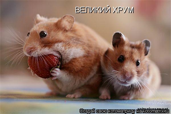 ВЕЛИКИЙ ХРУМ... Котоматрица: ВЕЛИКИЙ ХРУМ