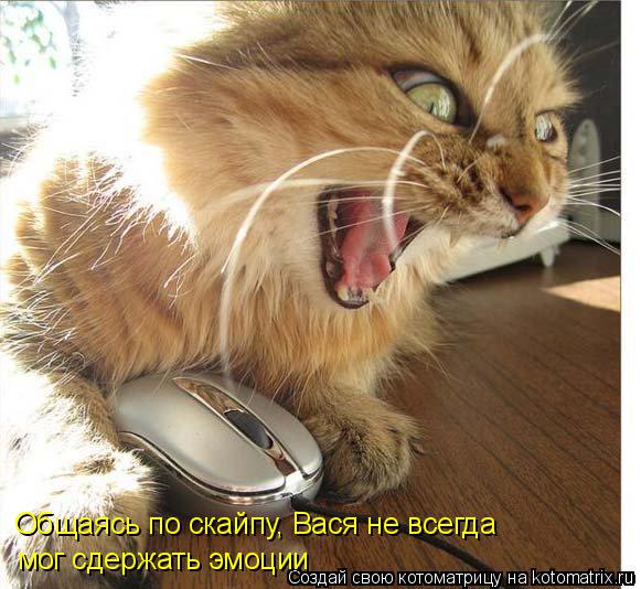 Общаясь по скайпу, Вася не всегда мог сдержать эмоции... Котоматрица: Общаясь по скайпу, Вася не всегда мог сдержать эмоции
