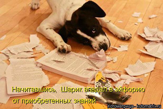 Начитавшись, Шарик впадал в эйфорию от приобретенных знаний... Котоматрица: Начитавшись, Шарик впадал в эйфорию от приобретенных знаний