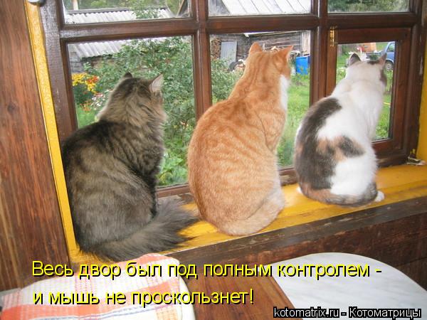 Весь двор был под полным контролем - и мышь не проскользнет!... Котоматрица: Весь двор был под полным контролем - и мышь не проскользнет!