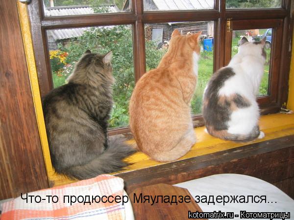 Что-то продюссер Мяуладзе задержался...... Котоматрица: Что-то продюссер Мяуладзе задержался...