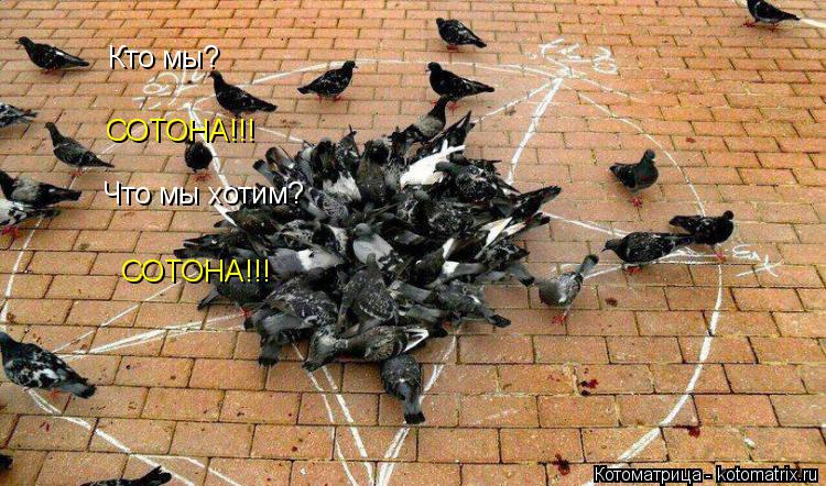 Кто мы? СОТОНА!!! Что мы хотим? СОТОНА!!!... Котоматрица: Кто мы? СОТОНА!!! Что мы хотим? СОТОНА!!!