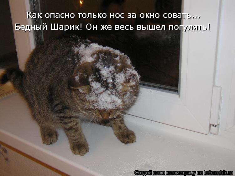 Как опасно только нос за окно совать... Бедный Шарик! Он же весь вышел погулять!... Котоматрица: Как опасно только нос за окно совать... Бедный Шарик! Он же весь вышел погулять!