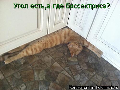 Угол есть,а где биссектриса?... Котоматрица: Угол есть,а где биссектриса?
