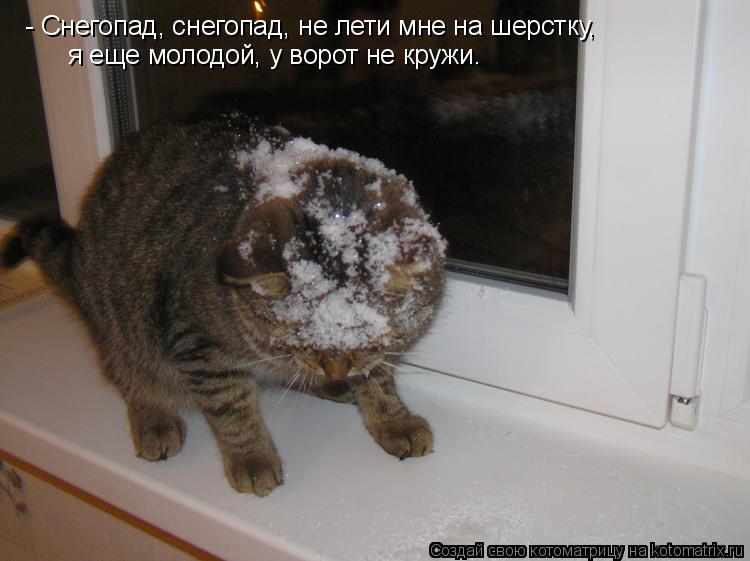 - Снегопад, снегопад, не лети мне на шерстку, я еще молодой, у ворот не кружи.... Котоматрица: - Снегопад, снегопад, не лети мне на шерстку, я еще молодой, у ворот не кружи.