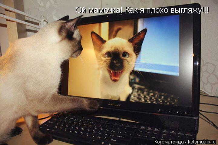 Котоматрица: Ой мамочка! Как я плохо выгляжу!!!