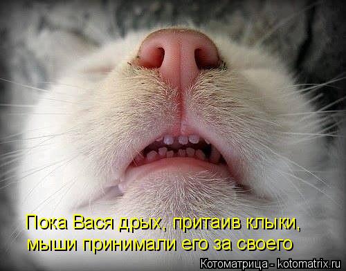 Котоматрица: Пока Вася дрых, притаив клыки, мыши принимали его за своего