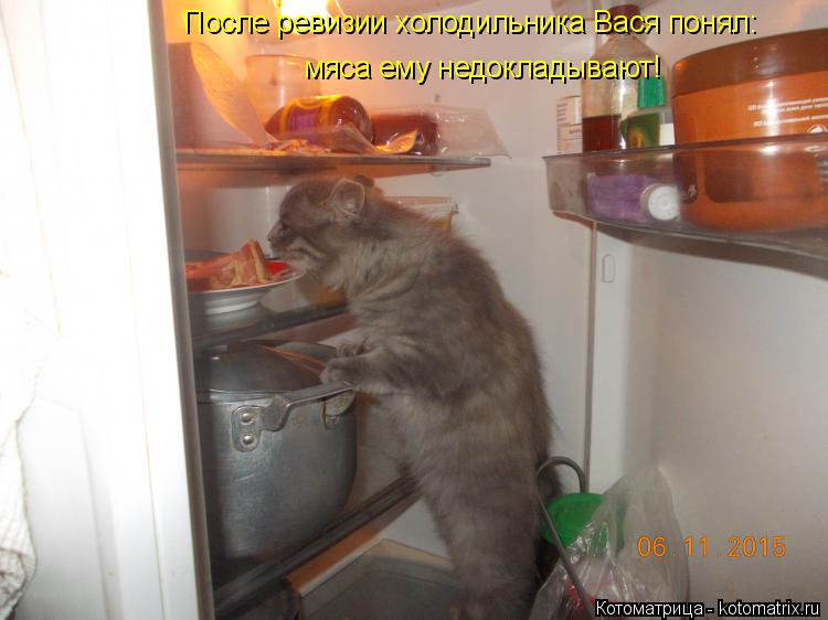Котоматрица: После ревизии холодильника Вася понял: мяса ему недокладывают!