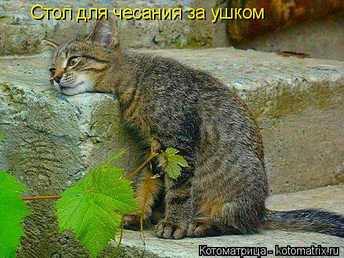 Котоматрица: Стол для чесания за ушком