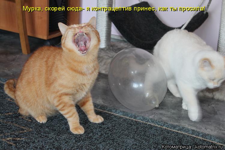 Котоматрица: Мурка, скорей сюда- я контрацептив принес, как ты просила!