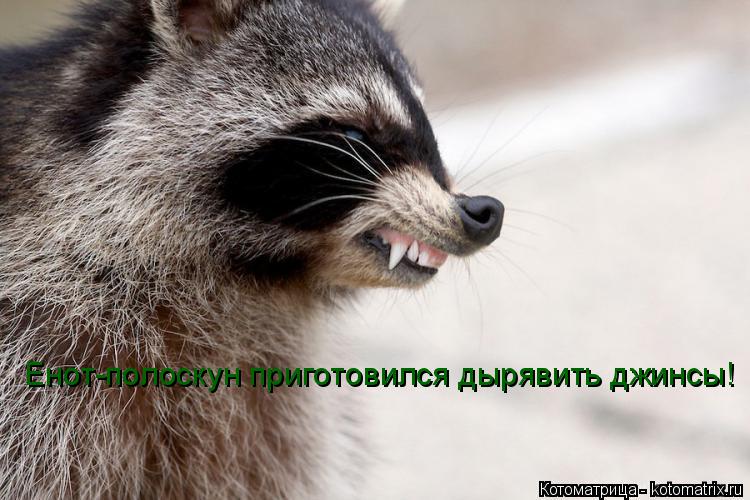 Енот-полоскун приготовился дырявить джинсы!... Котоматрица: Енот-полоскун приготовился дырявить джинсы!