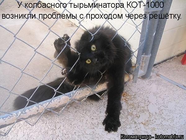 У колбасного тырьминатора КОТ-1000 возникли проблемы с проходом через решётку.... Котоматрица: У колбасного тырьминатора КОТ-1000 возникли проблемы с проходом через решётку.