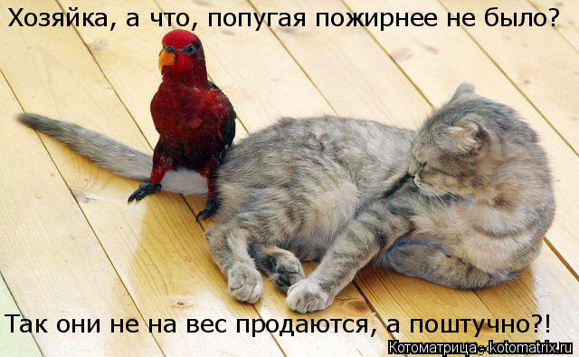 Котоматрица: Так они не на вес продаются, а поштучно?! Хозяйка, а что, попугая пожирнее не было?
