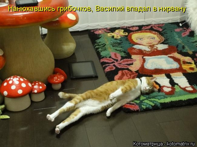 Котоматрица: Нанюхавшись грибочков, Василий впадал в нирвану