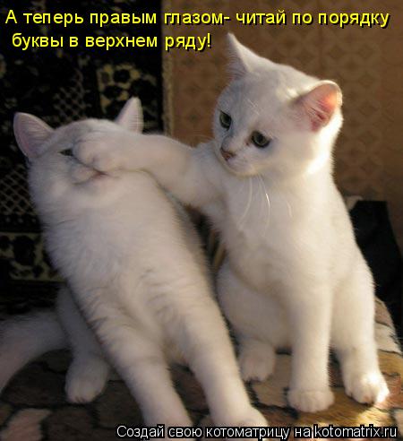 А теперь правым глазом- читай по порядку буквы в верхнем ряду!... Котоматрица: А теперь правым глазом- читай по порядку буквы в верхнем ряду!